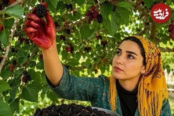 ببینید| غذای روستایی در ایران؛ برداشت شاه توت و پخت میرزا قاسمی در روستایی زیبا