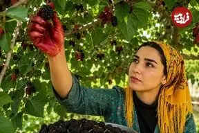 ببینید| غذای روستایی در ایران؛ برداشت شاه توت و پخت میرزا قاسمی در روستایی زیبا