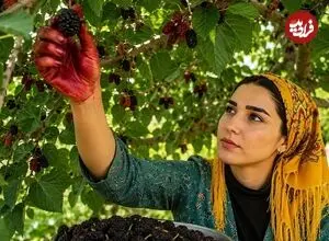 ببینید| غذای روستایی در ایران؛ برداشت شاه توت و پخت میرزا قاسمی در روستایی زیبا