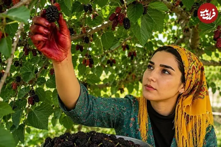 ببینید| غذای روستایی در ایران؛ برداشت شاه توت و پخت میرزا قاسمی در روستایی زیبا