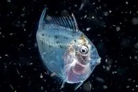 عکس| ماه‌ماهی؛ تنها ماهی خون‌گرم دنیا که دمای بدنش همیشه ۵ درجه بیش‌تر از آب اقیانوس اطراف او است