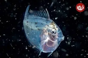 عکس| ماه‌ماهی؛ تنها ماهی خون‌گرم دنیا که دمای بدنش همیشه ۵ درجه بیش‌تر از آب اقیانوس اطراف او است