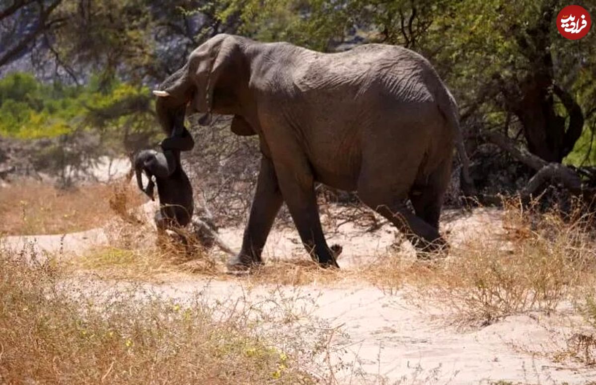 رفتار عجیب فیل مادر پس از مرگ بچه‌اش