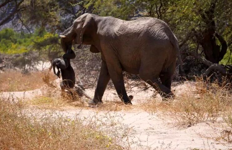 رفتار عجیب فیل مادر پس از مرگ بچه‌اش