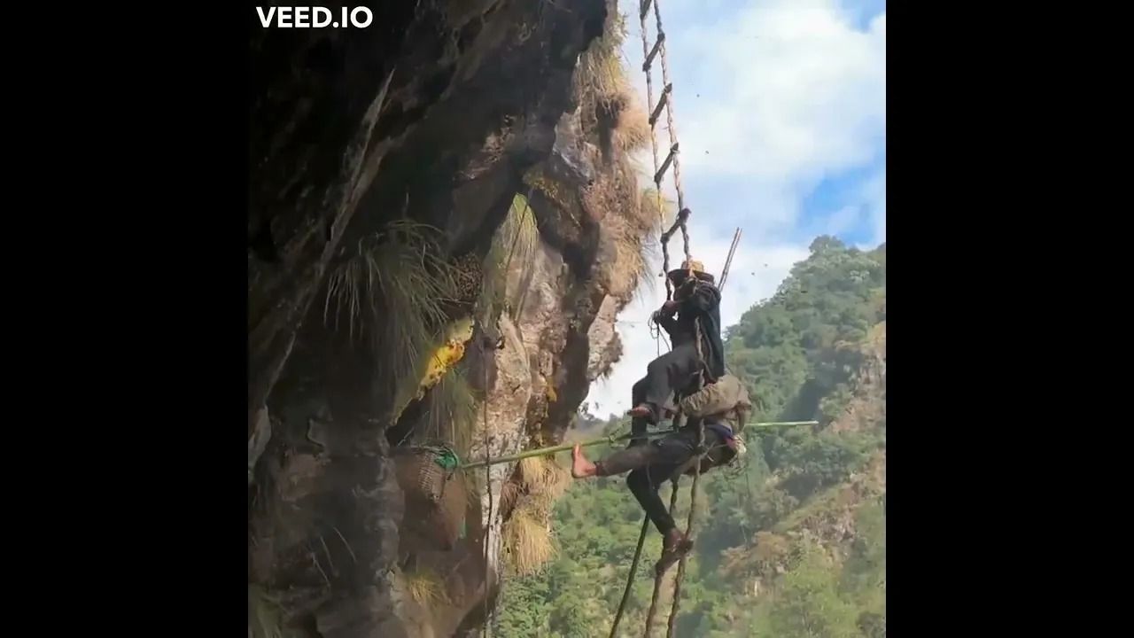 (ویدئو) خطر هولناکی که نپالی ها برای شکار عسل وحشی روی صخره ها به جان میخرند!