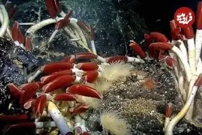 تصاویر| این موجودات فقط ۱۰۰ سال کودکی می‌کنند!