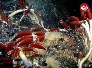 تصاویر| این موجودات فقط ۱۰۰ سال کودکی می‌کنند!