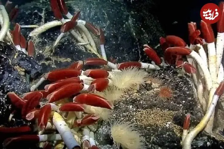 تصاویر| این موجودات فقط ۱۰۰ سال کودکی می‌کنند!