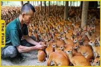 (ویدئو) چگونه کشاورزان چینی هزاران آهو موش جاوه ای پرورش می دهند؟ 