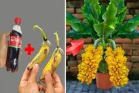 (ویدئو) نحوه کشت و پرورش درخت موز با کمک میوه موز و نوشابه کوکاکولا