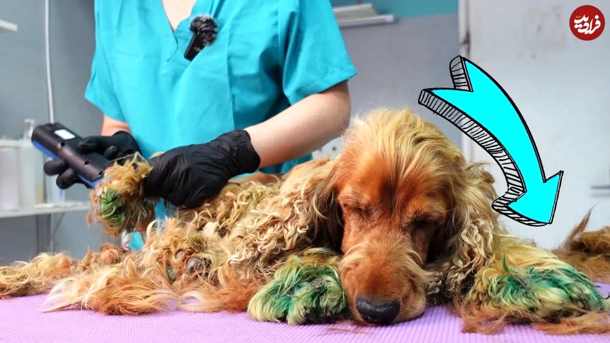 (ویدئو) عملیات نجات سگ خیابانی توسط دامپزشک خوش قلب صربستانی؛ تغییر نهایی سگ را ببینید