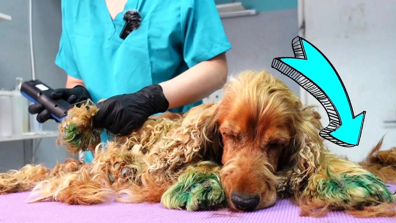 (ویدئو) عملیات نجات سگ خیابانی توسط دامپزشک خوش قلب صربستانی؛ تغییر نهایی سگ را ببینید