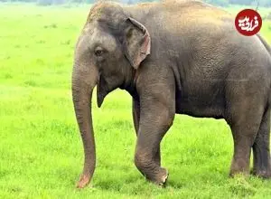 ببینید| فیل نری که قهرمان نشد!