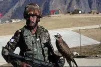 (عکس) این پرنده‌ سیاه پهپاد شکار می‌کند