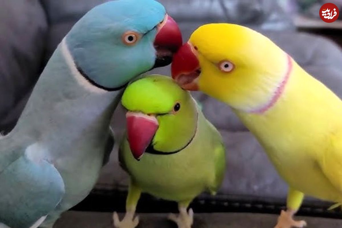 (ویدئو) خوش و بش خنده دار و دیدنی طوطی با پرنده تازه وارد خجالتی!