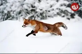 ببینید| راز شکار دقیق روباه‌های قرمز از زیر برف
