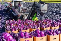 ببینید؛ چگونه کشاورزان آمریکایی هزاران تن کلم قرمز را برداشت و فؤاوری می کنند؟