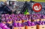 ببینید؛ چگونه کشاورزان آمریکایی هزاران تن کلم قرمز را برداشت و فؤاوری می کنند؟