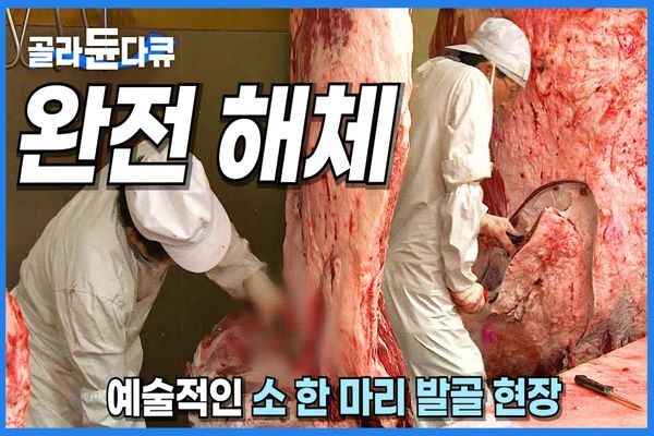 (ویدئو) مهارت استادان کره ای در برش زدن گاوهای غول پیکر یک تنی