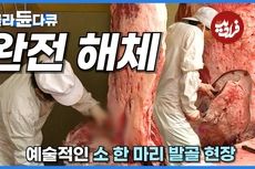 (ویدئو) مهارت استادان کره ای در برش زدن گاوهای غول پیکر یک تنی