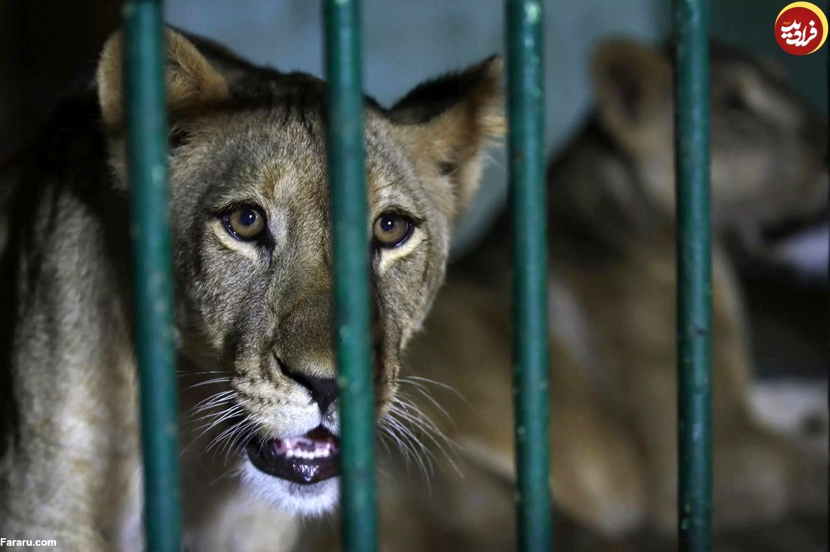 (ویدئو) رنج کشیدن حیوانات در تنها باغ وحش بغداد