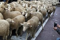 ببینید؛ صبوری و احترام رانندگان در لهستان برای عبور گله‌ای از گوسفندان از جاده!