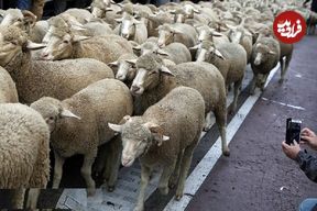 ببینید؛ صبوری و احترام رانندگان در لهستان برای عبور گله‌ای از گوسفندان از جاده!