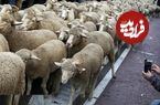 ببینید؛ صبوری و احترام رانندگان در لهستان برای عبور گلهای از گوسفندان از جاده!