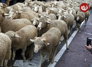 ببینید؛ صبوری و احترام رانندگان در لهستان برای عبور گلهای از گوسفندان از جاده!