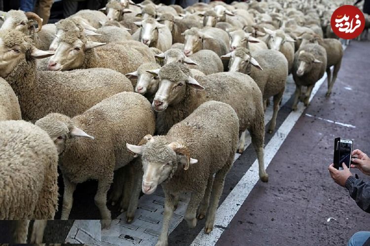 ببینید؛ صبوری و احترام رانندگان در لهستان برای عبور گلهای از گوسفندان از جاده!