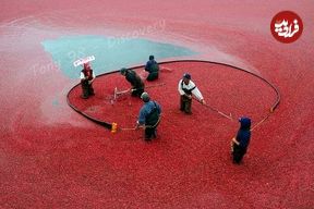 ببینید؛ چگونه آمریکایی ها صدها تن کرنبری را برداشت و فرآوری می کنند؟