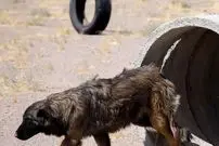 دستگیری ۴ حیوان‌آزار در مینودشت گلستان