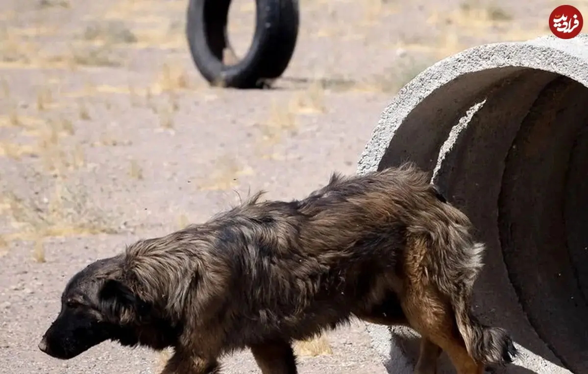 دستگیری ۴ حیوان‌آزار در مینودشت گلستان