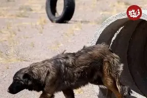 دستگیری ۴ حیوان‌آزار در مینودشت گلستان