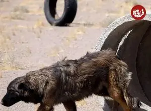 دستگیری ۴ حیوان‌آزار در مینودشت گلستان
