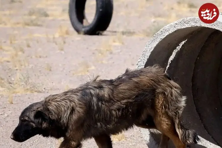 دستگیری ۴ حیوان‌آزار در مینودشت گلستان