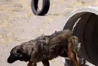 دستگیری ۴ حیوان‌آزار در مینودشت گلستان
