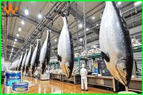ببینید| کنسرو تن ماهی چگونه در چین تولید می شود؟