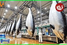 ببینید| کنسرو تن ماهی چگونه در چین تولید می شود؟