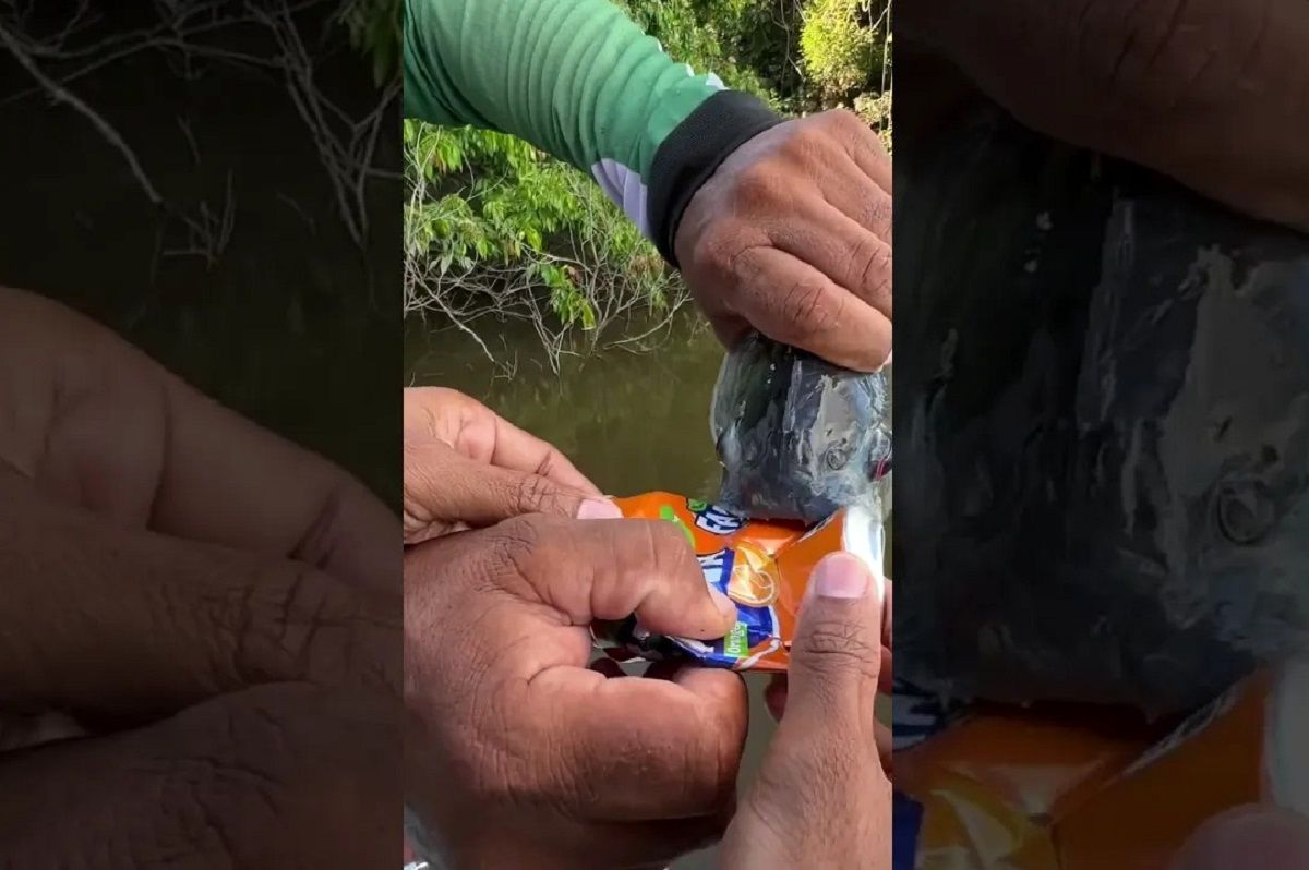 (ویدئو) وقتی ماهی پیرانا با دندان های خطرناک اش قوطی فلزی قیچی می کند!