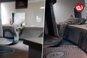 ببینید| تصاویر تکان‌دهنده از ورود تمساح غول‌پیکر به آشپزخانه هتل