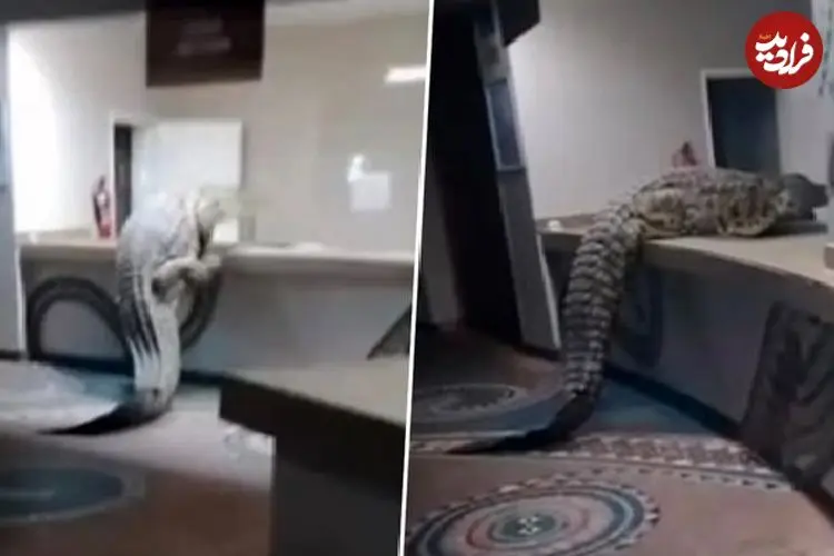 ببینید| تصاویر تکان‌دهنده از ورود تمساح غول‌پیکر به آشپزخانه هتل