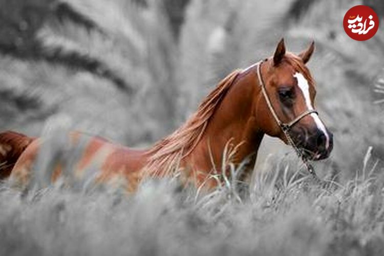 (عکس) اسب «کُرد» زیباترین اسب ایران؛ کدام اسب کُردی بهتر است؛ جاف، افشاری یا سنجابی؟!