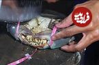 ببینید؛ غذای خیابانی در اندونزی؛ پخت خرچنگ در برگ موز در جاکارتا