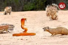 ببینید| مبارزه دیدنی 7 سنجاب و خدنگ با یک مار کبرا