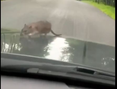 ( ویدیو) غافلگیری راننده BMW توسط یک موش؛ حضور سرزده روی کاپوت وسط جاده در حال حرکت