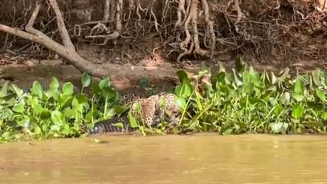 (ویدئو) وقتی جگوار با یک شیرجه تمساح را شکار می‌کند 