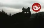 سگی به اندازه خرس؛ شکارچی غول‌پیکر که استخوان طعمه را خُرد می‌کرد