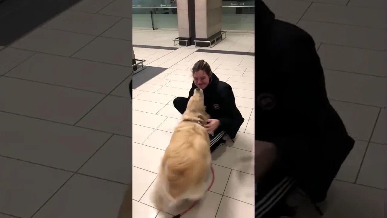 (ویدئو) واکنش پراحساس یک سگ به دیدار صاحب اش پس از 4 ماه دوری