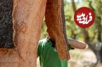 تصاویر؛ بلوط‌چوب‌پنبه‌ای؛ درخت معروف به «زره طبیعت» و تولیدکننده چوب‌پنبه که در دمای ۱۰۰۰ درجه هم نمی‌سوزد!